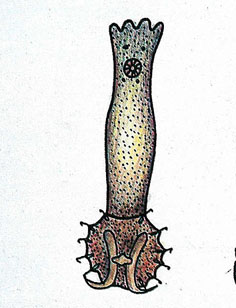 dactylogyrus of kieuwwormen!
